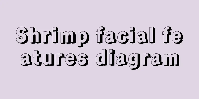 Shrimp facial features diagram