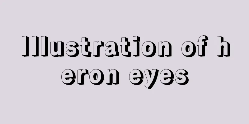 Illustration of heron eyes