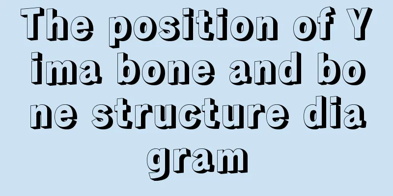 The position of Yima bone and bone structure diagram