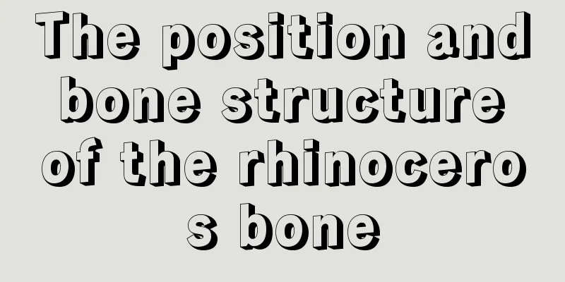 The position and bone structure of the rhinoceros bone