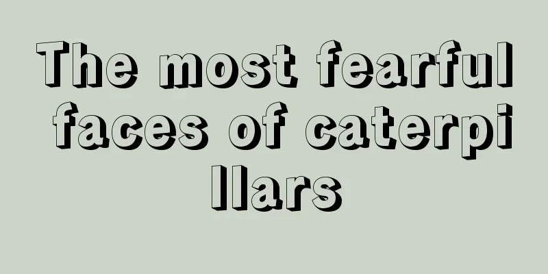 The most fearful faces of caterpillars