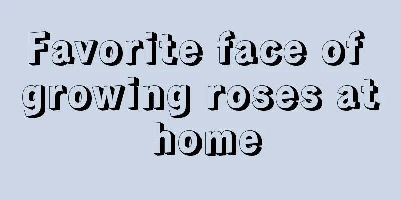 Favorite face of growing roses at home